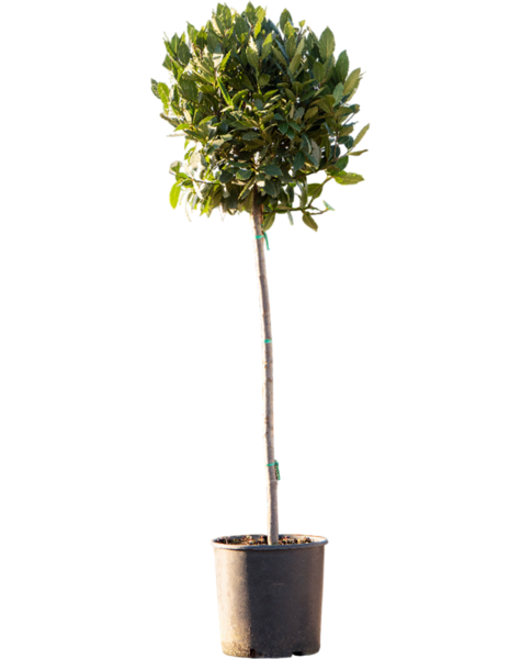 Laurus