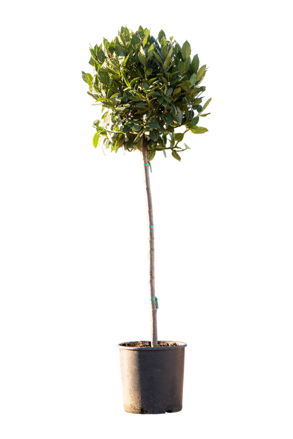 Laurus Nobilis