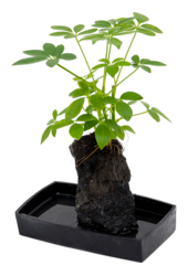 Schefflera Lova