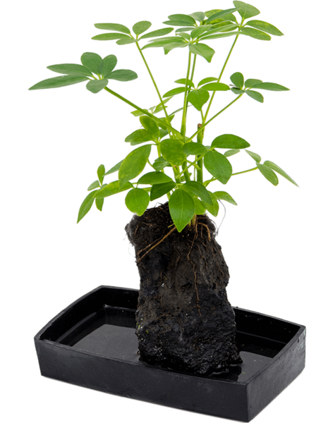 Schefflera