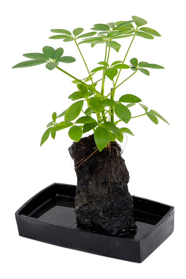 Schefflera Lova