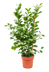 Ficus Microcarpa Moclame