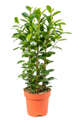 Fikus Microcarpa Moclame