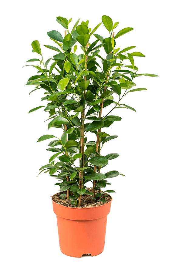 Fikus Microcarpa Moclame
