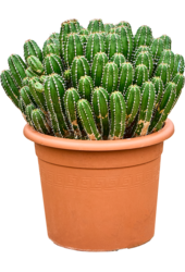 Wilczomlecz Echinus