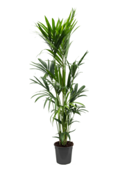 Kentia (Howea) Forsteriana