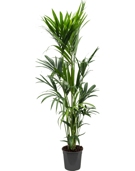 Kentia