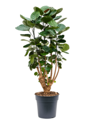 Aralia (Polyscias) Fabian