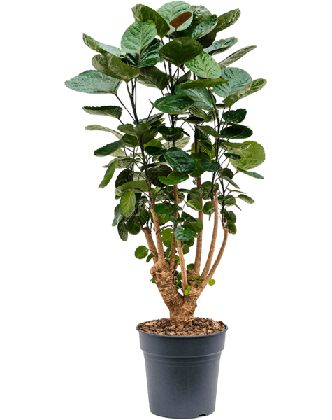 Aralia