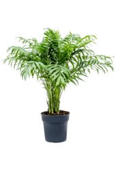 Chamaedorea Elegans