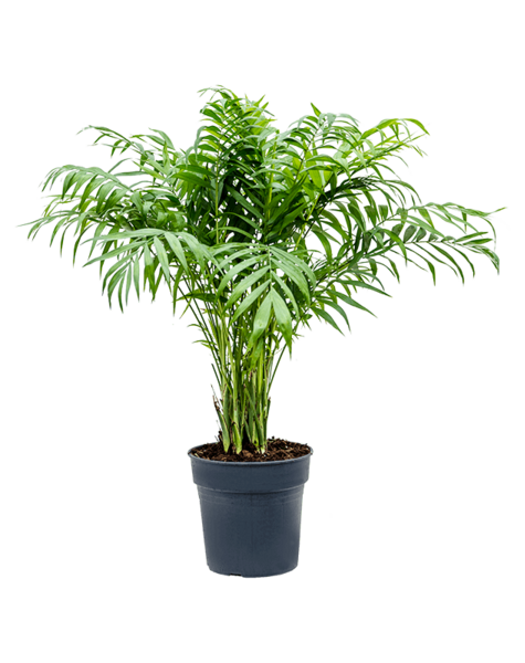 Chamaedorea