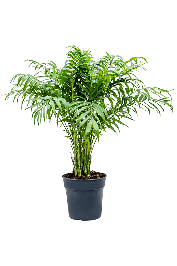 Chamaedorea Elegans