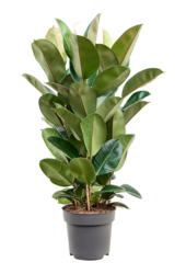 Ficus Elastica Robusta