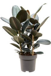 Ficus Elastica Abidjan