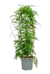 Asparagus Setaceus Plumosus