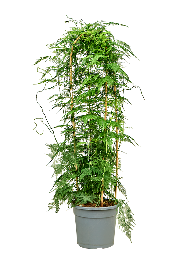 Asparagus Setaceus Plumosus
