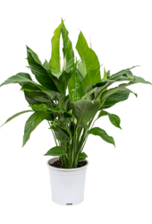 Spathiphyllum Sweet Lauretta