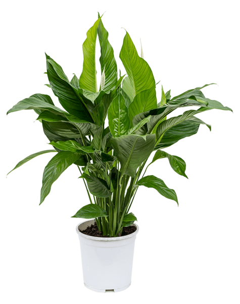 Spathiphyllum