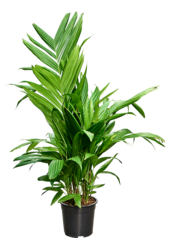 Areca Triandra