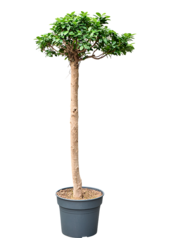 Ficus Microcarpa Compacta