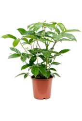 Schefflera Actinophylla Amate