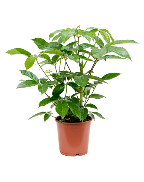 Schefflera