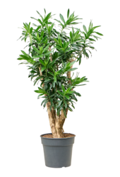 Pleomele (Dracaena) Reflexa