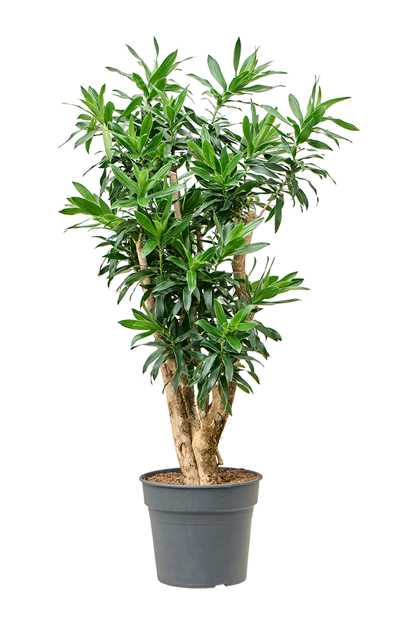 Pleomele (Dracaena) Reflexa