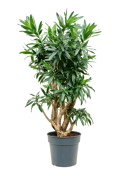 Pleomele (Dracaena) Reflexa