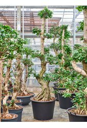 Ficus Microcarpa Compacta