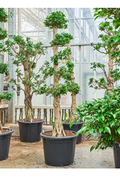 Ficus Microcarpa Compacta