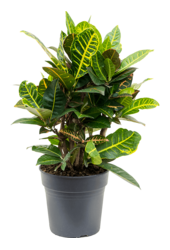 Kroton (Codiaeum) Variegatum Petra