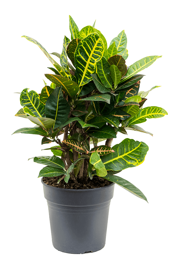 Kroton (Codiaeum) Variegatum Petra
