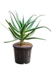 Aloes Red Safari (70-100)