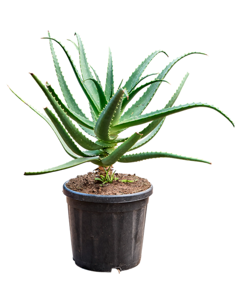 Aloes