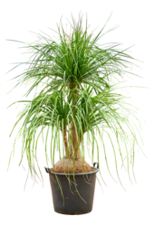 Beaucarnea Recurvata Nolina