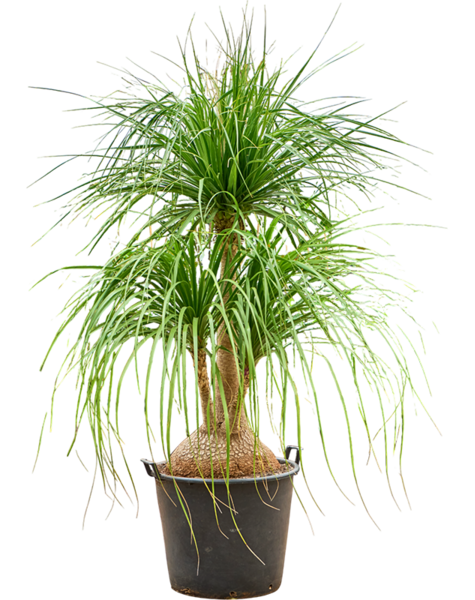 Beaucarnea