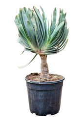 Aloes Plicatilis (60-110)