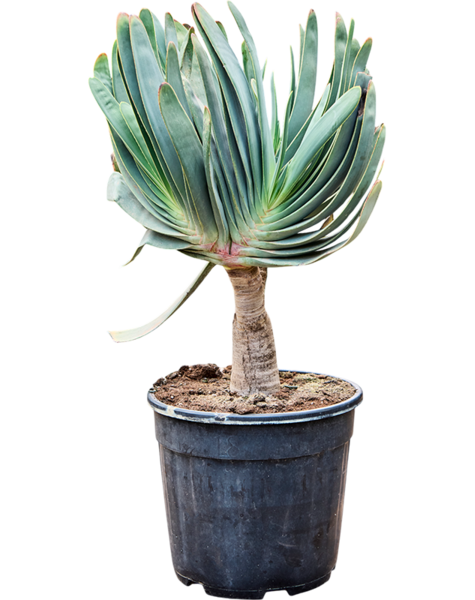 Aloes