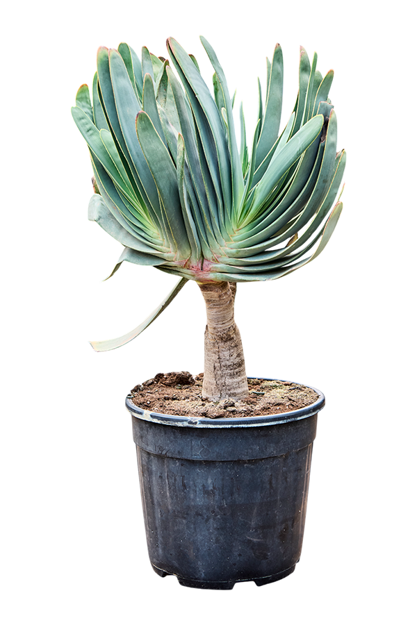 Aloes Plicatilis (60-110)