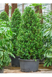 Fikus Microcarpa Moclame