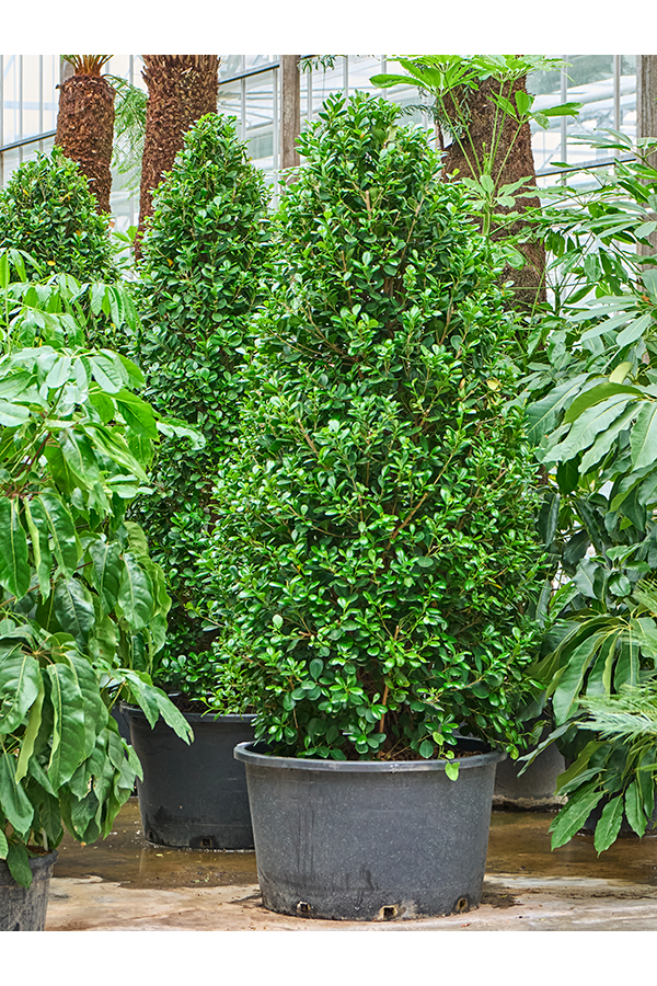 Fikus Microcarpa Moclame