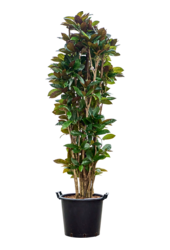 Kroton (Codiaeum) Variegatum Mrs. Iceton