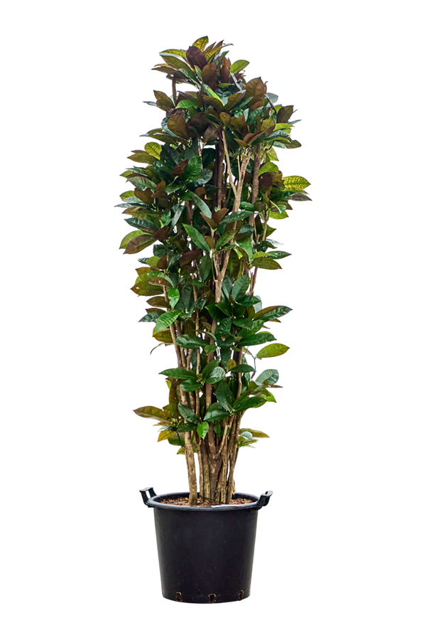 Kroton (Codiaeum) Variegatum Mrs. Iceton