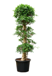 Ficus Microcarpa Nitida