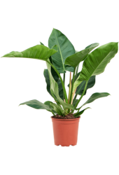 Filodendron Imperial Green