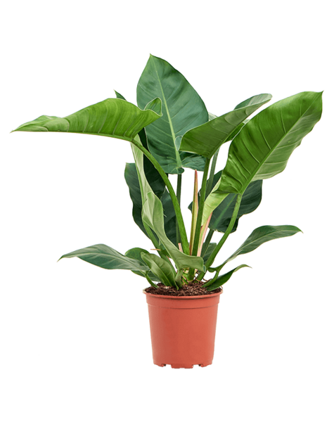 Filodendron