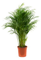 Dypsis (Areca) Lutescens