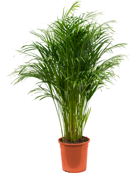 Dypsis