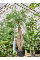 Chorisia Speciosa